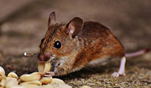24 Hour & Emergency Exterminators in Chestnut Hill, NC